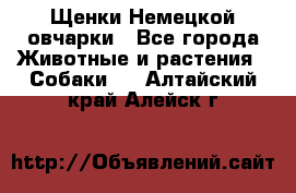 Щенки Немецкой овчарки - Все города Животные и растения » Собаки   . Алтайский край,Алейск г.